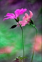 flore 26_06_09n01
